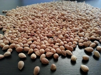 Vişne Çekirdeği Özellikleri ve Faydaları Nelerdir? Vişne Çekirdeği Özellikleri ve Faydaları Nelerdir?