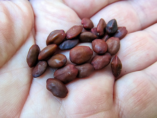 Keçiboynuzu Çekirdeği Özellikleri ve Faydaları Nelerdir?